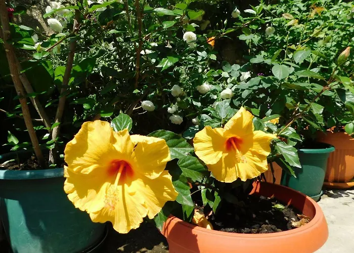 Jacky / Sea View شقة ماكارسكا